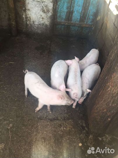 Поросята петрен