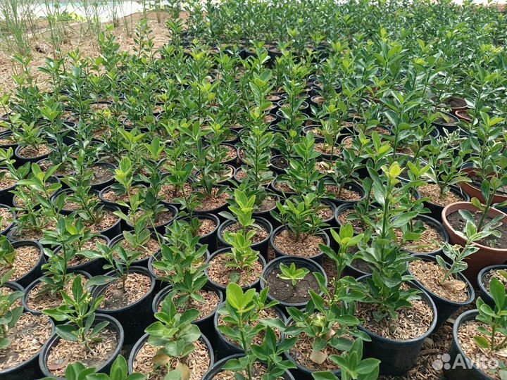 Самшит/Бересклет