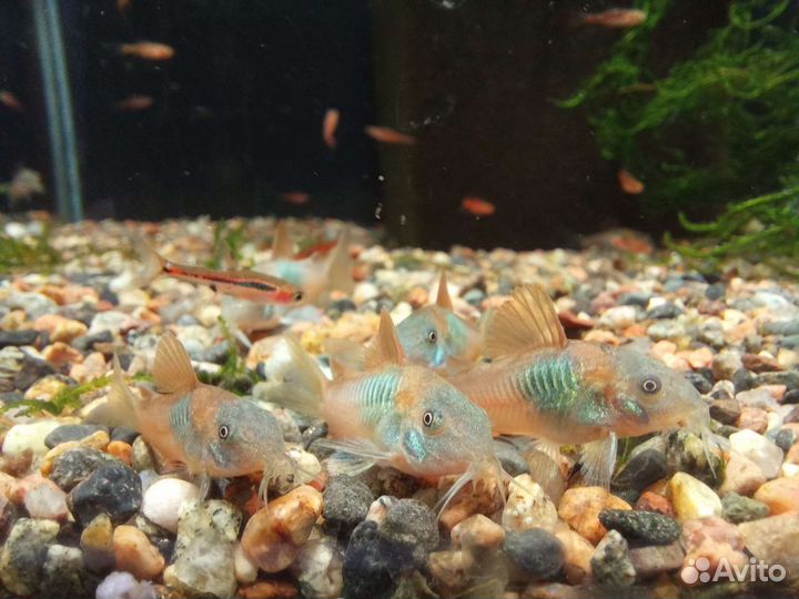 Коридорасы,анциструсы