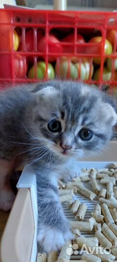 Котята вислоухие