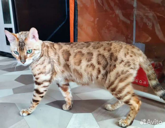 Бенгальский мальчик и девочка