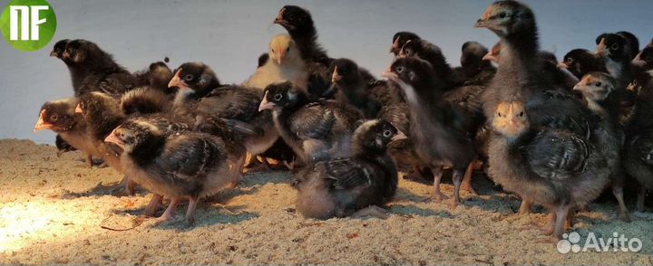 Цыплята, индюшата, утята, бройлер, несушка