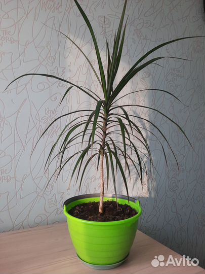 Пальма драцена