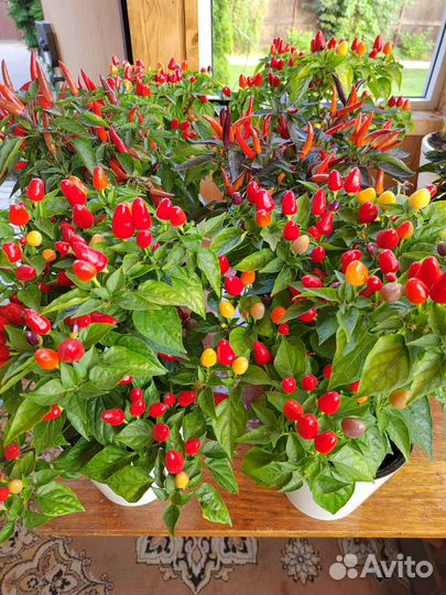 Острые перчики