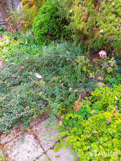 Кизильник горизонтальный