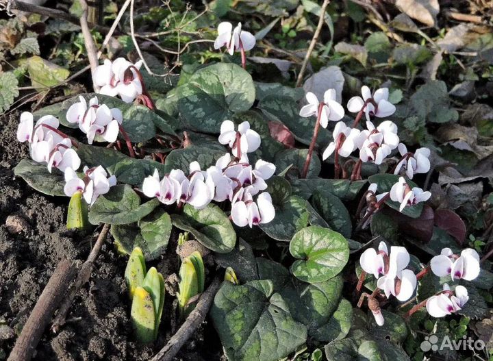 Цикламены цветущие клубни