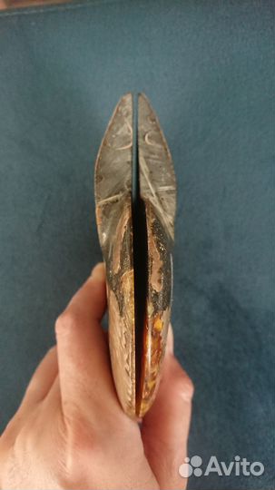 Окаменелости аммониты