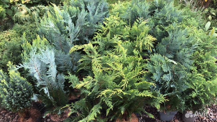 Кипарисовики колоновидные