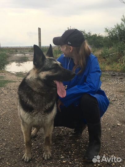 Выгул питомца, зооняня, догситтер