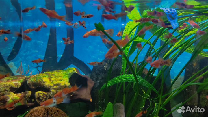 Рыбки, раки, растения