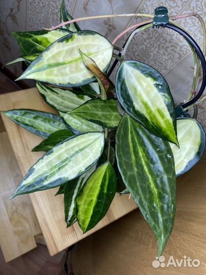 Хойя макрофилла Пот оф Голд