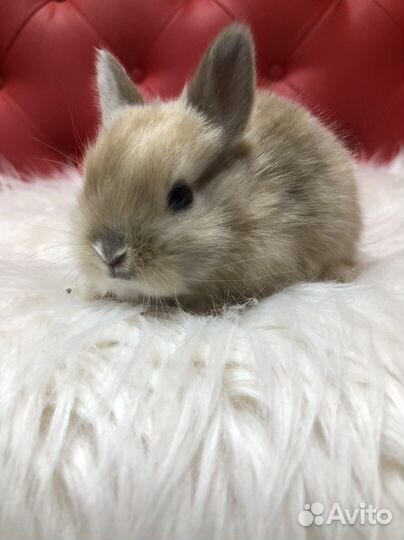 Карликовый кролик