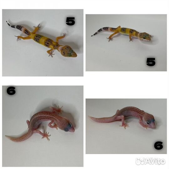 Гекон эублефар