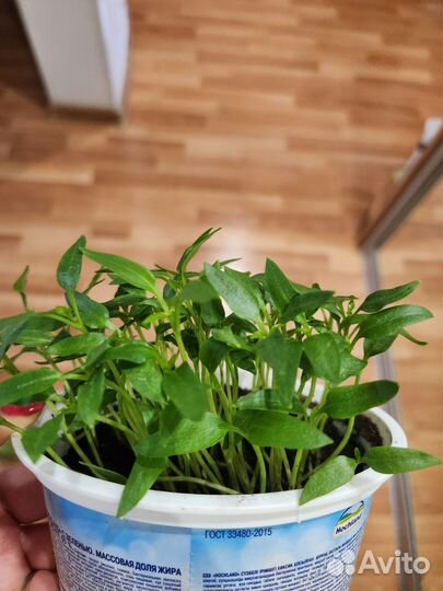 Перец болгарский рассада