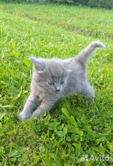 Котенок мальчик бесплатно