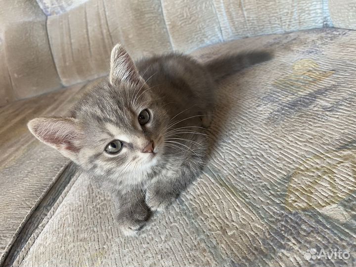 Котенок в дар