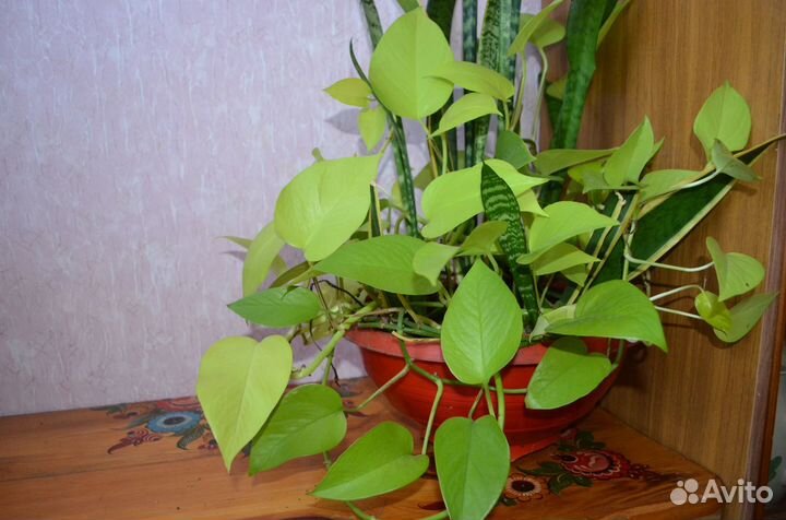 Комнатные растения