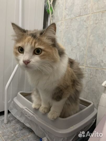 Кошка в дар бесплатно