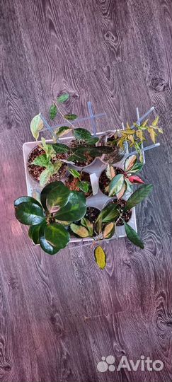 Монстера адансона вариегатная и ещё 700 растений