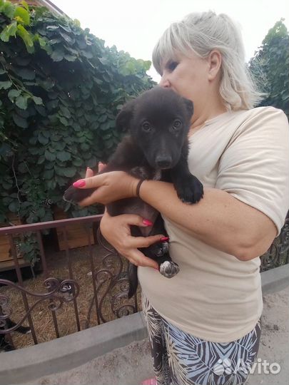 Щенок в добрые руки