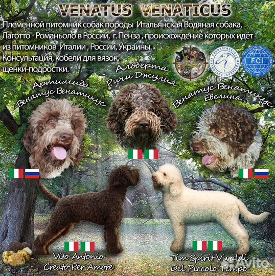 Щенки лаготто романьоло