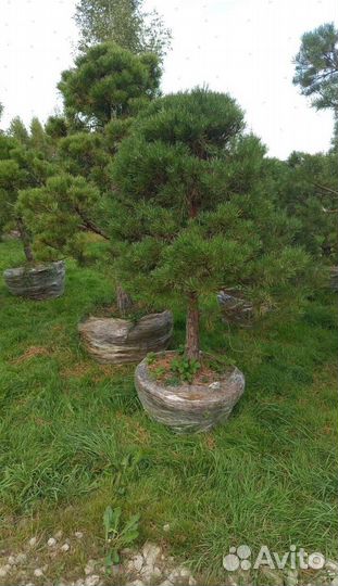 Пихта Нордмана для живой изгороди