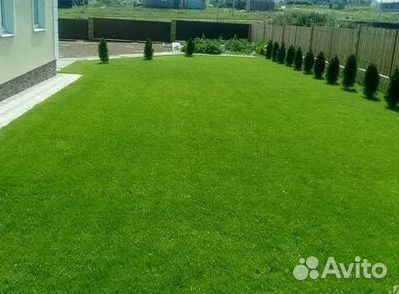 Газон рулонный