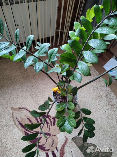 Замиокулькас