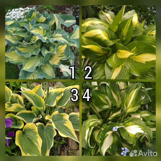 Многолетние цветы. Хосты, примулы, ирисы и т.д