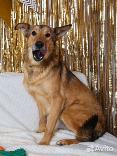 Собака в добрые руки