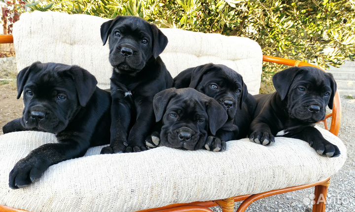 Щенки кане корсо