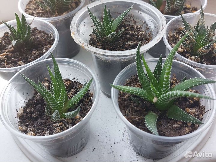 Суккуленты (Хавортия жемчужная)