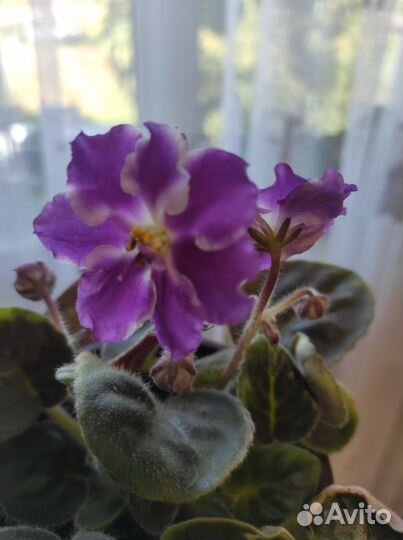 Фиалки цветущие в горшке