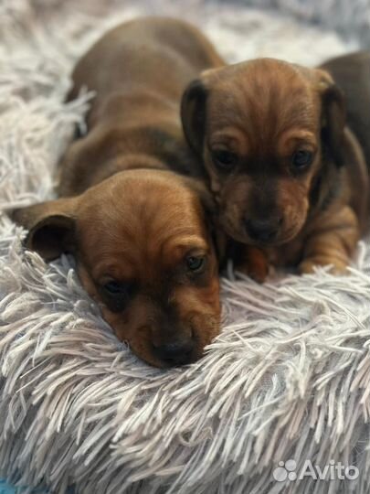 Продам щенков таксы