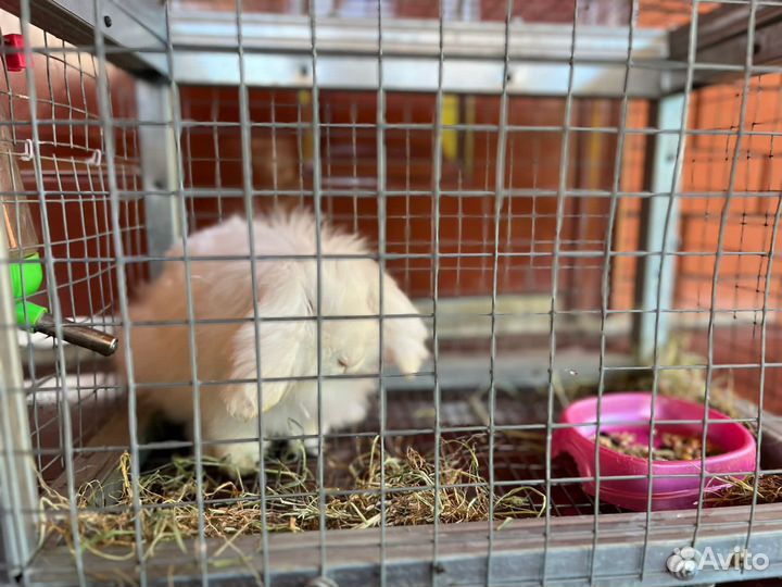 Кролик вислоухий