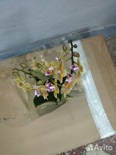 Фаленопсис ароматный (орхидея)