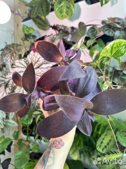 Традесканции