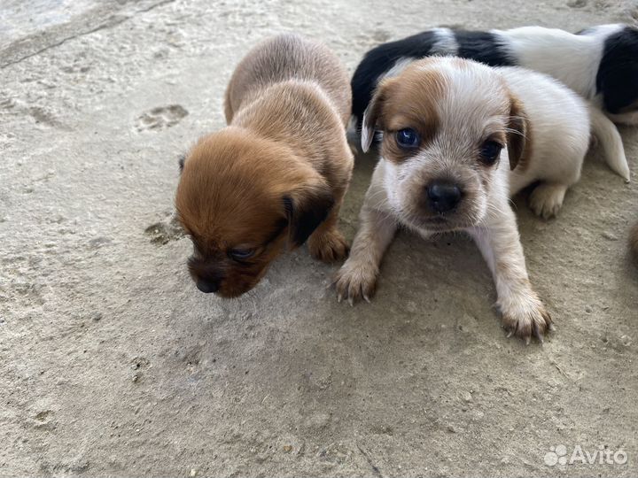 Продаются щенята