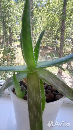 Алоэ вера с деткой