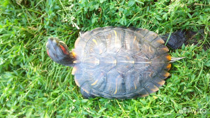 Аквариум для черепахи