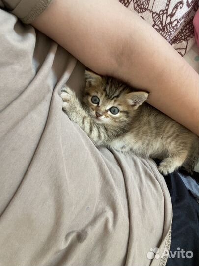 Котик