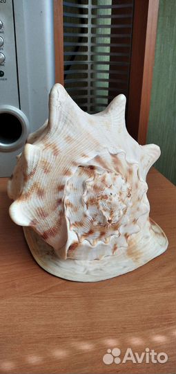 Ракушка морская большая