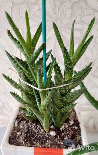 Ювенильное алоэ