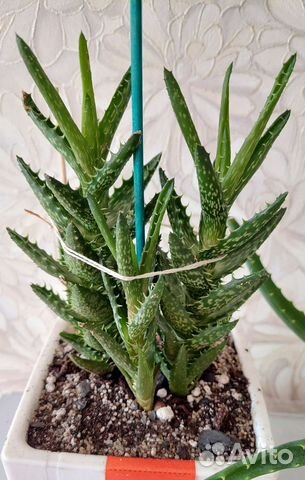 Ювенильное алоэ