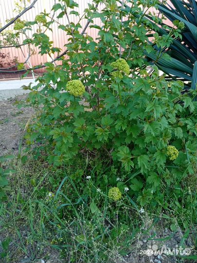 Саженцы калины