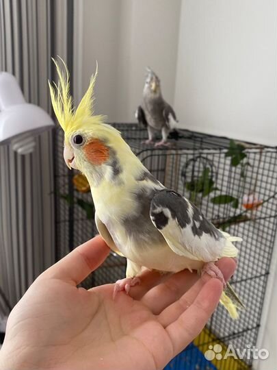 Попугай корелла мальчик (9 мес.)