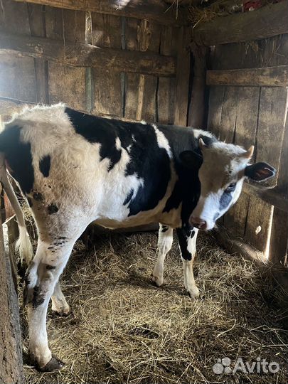 Телка 1.3 года