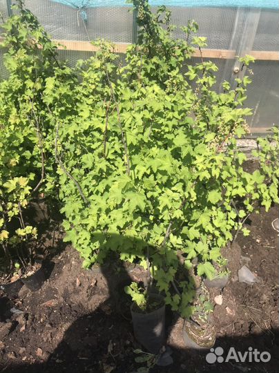 Смородина, крыжовник