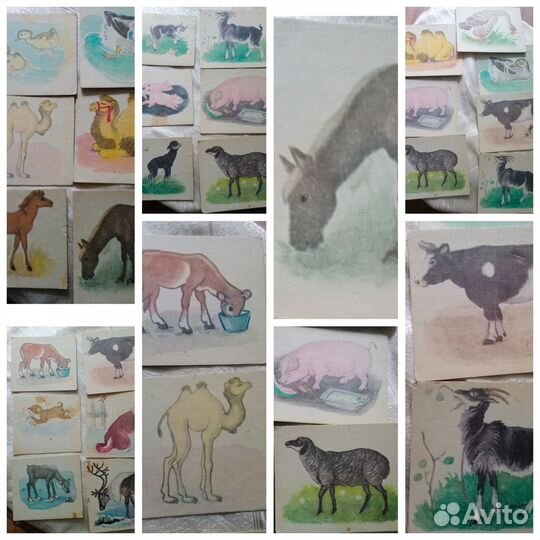 Игра СССР Животные и их детеныши