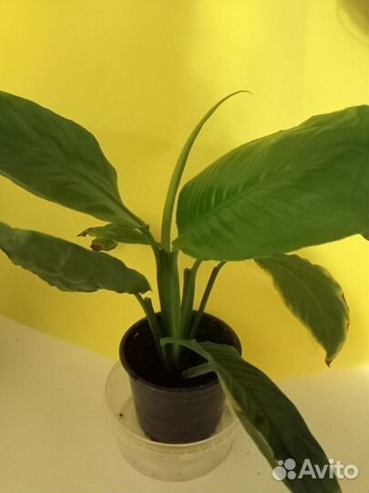 Специфилиум